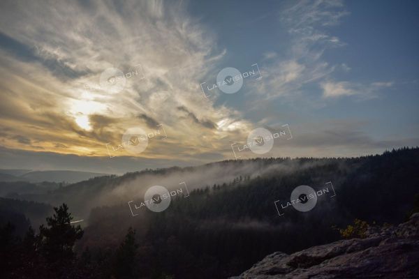 Brume & forêt